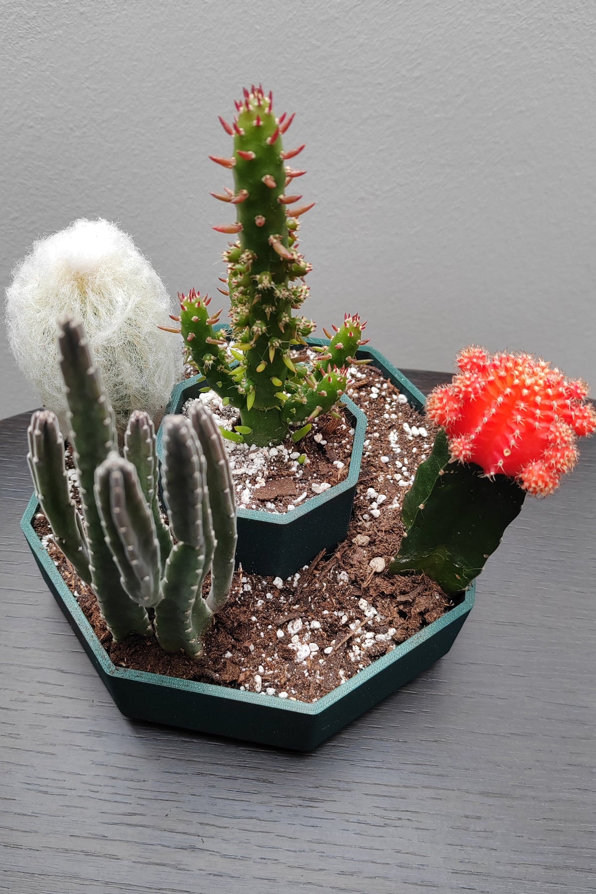 Achthoekige plantenpot met twee niveaus voor cactussen