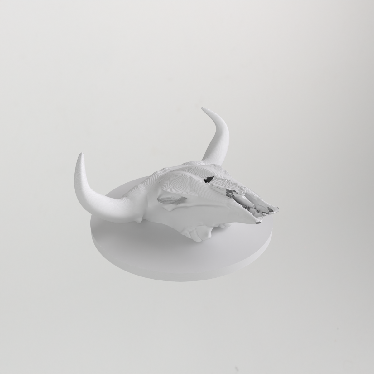 Stierenschedel als wandhaak of decoratieve standaard