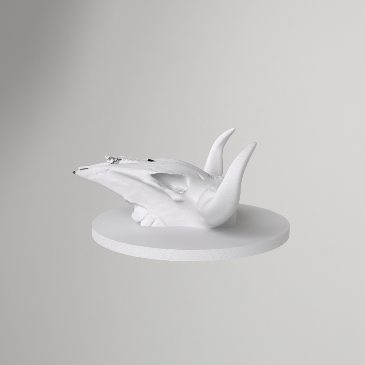 Stierenschedel als wandhaak of decoratieve standaard