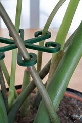 Close-up van een minimalistische plantensteunhaak in een neutrale kleur op witte achtergrond
