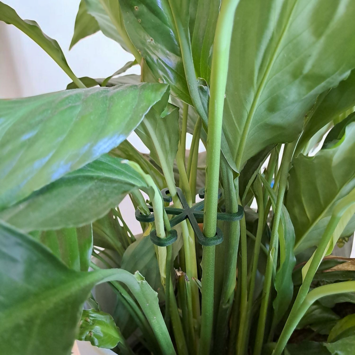 Close-up van een minimalistische plantensteunhaak in een neutrale kleur op witte achtergrond