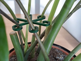 Close-up van een minimalistische plantensteunhaak in een neutrale kleur op witte achtergrond