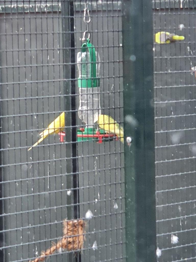 Vogeldrinkbak met zitstokje en flessenhouder voor tuinvogels