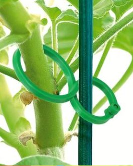 Plantenclips voor klimplanten – stevig en onopvallend