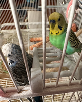Laddertje voor vogelkooi voor grasparkieten